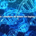 Réponse rapide : combien de bébés les lapins ont-ils à la fois ?